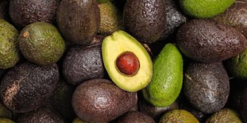 Tanzania Launches 2025/2026 Avocado Season, Targets Export Growth and Farmer Income Boost