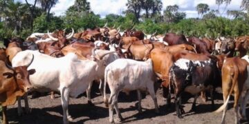 Tanzania Positions Itself as Africa’s Next Livestock Powerhouse Amid Rising Global Demand