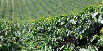 Tanzania Coffee Industry 2026: Production Growth, Export Gains and Expanding Investment Opportunities