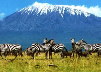 Tourism Emerges as Tanzania’s Top Foreign Exchange Earner, Opening New Investment Opportunities