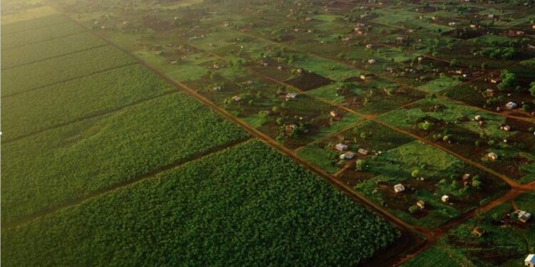 Tanzania Positioned as East Africa’s Agricultural Investment Leader