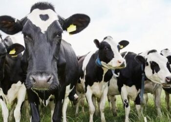 Investment Opportunities in the Tanzanian Livestock Sector