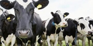 Investment Opportunities in the Tanzanian Livestock Sector