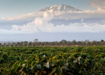 TISEZA Calls for Expanded Agricultural Investment in Hai District