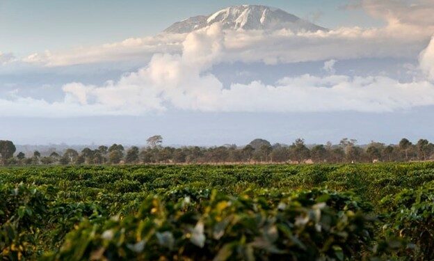 TISEZA Calls for Expanded Agricultural Investment in Hai District