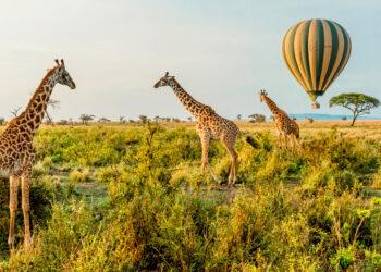 Tanzania’s Tourism Boom Crowds in Private Capital Ahead of AFCON 2027