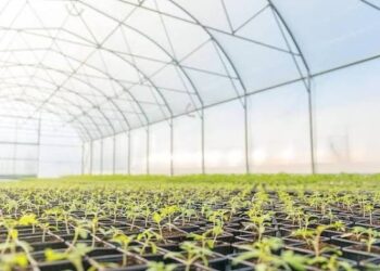 Tanzania’s Horticulture Industry: Opportunities, Growth and Investment
