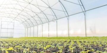 Tanzania’s Horticulture Industry: Opportunities, Growth and Investment