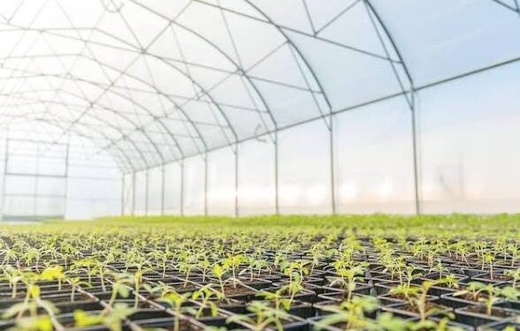 Tanzania’s Horticulture Industry: Opportunities, Growth and Investment
