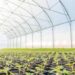 Tanzania’s Horticulture Industry: Opportunities, Growth and Investment