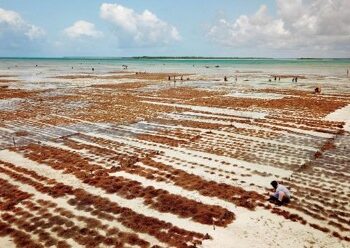 Tanzania’s Blue Economy Opens New Opportunities for Investor Capital