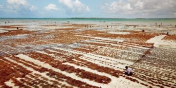 Tanzania’s Blue Economy Opens New Opportunities for Investor Capital