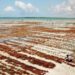Tanzania’s Blue Economy Opens New Opportunities for Investor Capital