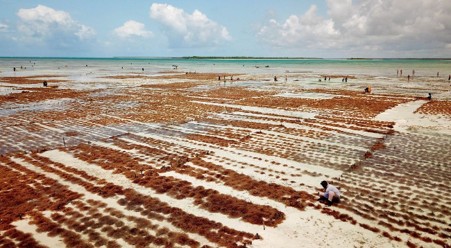 Tanzania’s Blue Economy Opens New Opportunities for Investor Capital