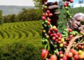 Global Price Rally Puts Tanzania Coffee in the Spotlight