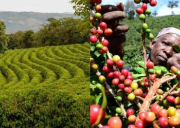 Global Price Rally Puts Tanzania Coffee in the Spotlight