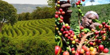 Global Price Rally Puts Tanzania Coffee in the Spotlight