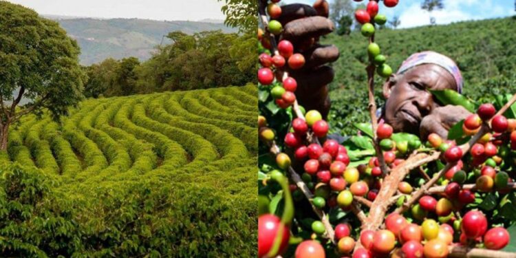 Global Price Rally Puts Tanzania Coffee in the Spotlight