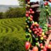Global Price Rally Puts Tanzania Coffee in the Spotlight