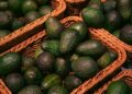 Tanzania Bets on Avocado Boom as Export Targets Climb