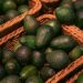 Tanzania Bets on Avocado Boom as Export Targets Climb