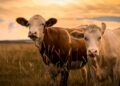 TZS 1.95 Trillion Livestock Transformation Opens New Frontiers for Investors