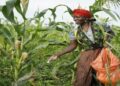 Tanzania’s Agricutural Sector Turns a Policy CornerThis July