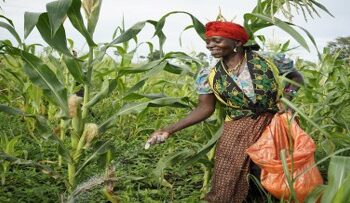 Tanzania’s Agricutural Sector Turns a Policy CornerThis July