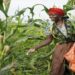 Tanzania’s Agricutural Sector Turns a Policy CornerThis July