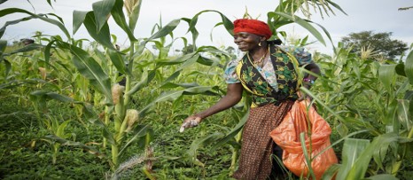 Tanzania’s Agricutural Sector Turns a Policy CornerThis July
