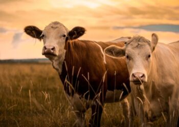 TZS 1.95 Trillion Livestock Transformation Opens New Frontiers for Investors