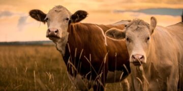 TZS 1.95 Trillion Livestock Transformation Opens New Frontiers for Investors