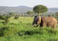The Matriarch Is Wearing a Satellite: Inside Tanzania’s High-Tech Truce with Its Elephants