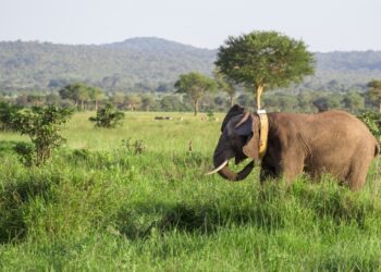 The Matriarch Is Wearing a Satellite: Inside Tanzania’s High-Tech Truce with Its Elephants