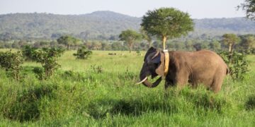 The Matriarch Is Wearing a Satellite: Inside Tanzania’s High-Tech Truce with Its Elephants
