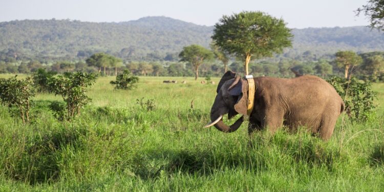The Matriarch Is Wearing a Satellite: Inside Tanzania’s High-Tech Truce with Its Elephants