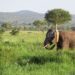 The Matriarch Is Wearing a Satellite: Inside Tanzania’s High-Tech Truce with Its Elephants