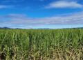 Sugar Industry Opens to Private Capital in Drive for Self‑Sufficiency