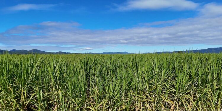 Sugar Industry Opens to Private Capital in Drive for Self‑Sufficiency