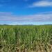Sugar Industry Opens to Private Capital in Drive for Self‑Sufficiency