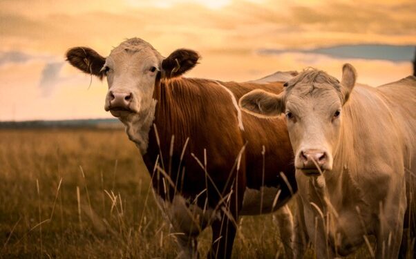 TZS 1.95 Trillion Livestock Transformation Opens New Frontiers for Investors