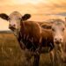 TZS 1.95 Trillion Livestock Transformation Opens New Frontiers for Investors