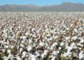 Textile Value Addition in Focus as Chinese Investors Eye Tanzania