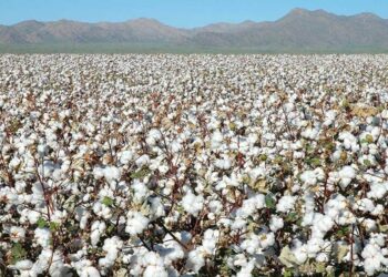Textile Value Addition in Focus as Chinese Investors Eye Tanzania