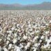 Textile Value Addition in Focus as Chinese Investors Eye Tanzania