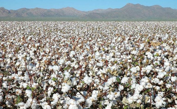 Textile Value Addition in Focus as Chinese Investors Eye Tanzania