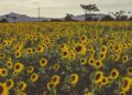 Edible Oil Import Gap Creates Major Agribusiness Opportunity