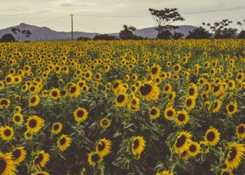 Edible Oil Import Gap Creates Major Agribusiness Opportunity