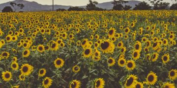 Edible Oil Import Gap Creates Major Agribusiness Opportunity