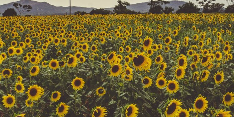 Edible Oil Import Gap Creates Major Agribusiness Opportunity